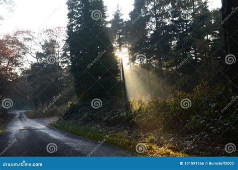 Le Nord Yorkshire Maures Woodlands National Park Photo stock - Image du ...