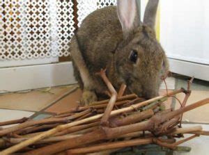 Rabbit Behavior & Body Language Cheat Sheet For Beginners – Bunnyislove