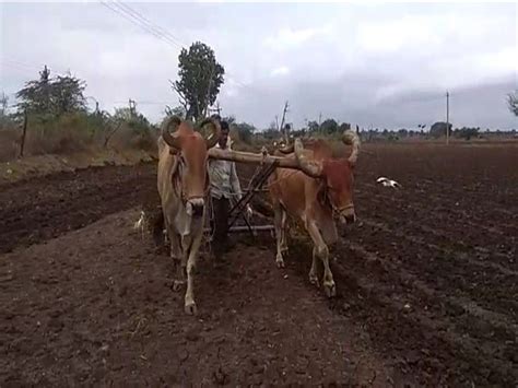 In Talaja panth, Megh Maher farmers plowed, groundnut, cotton, bajra ...