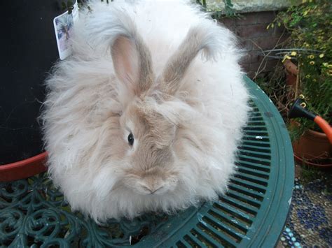 Cream English Angora rabbit - UK National Angora Rabbit Club