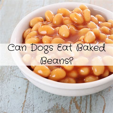 Can Dogs Eat Baked Beans
