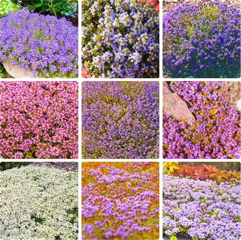 Amazon.com : 1500 Mix Creeping Thyme Ground Cover Flowers Seeds ...