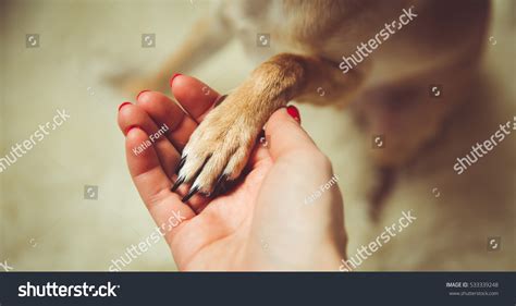 Image result for Animal Connection