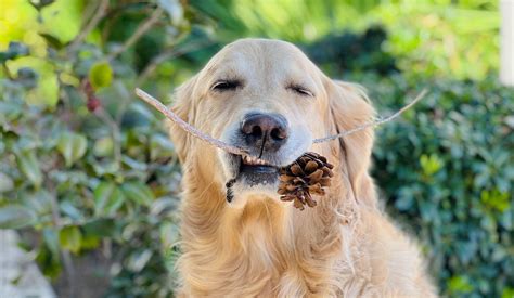 why do dogs like pine cones - Golden Woofs