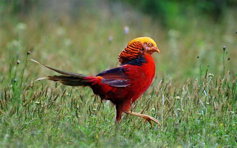 Download Animal Golden Pheasant HD Wallpaper