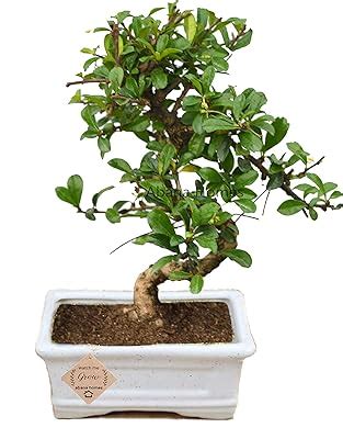 Abana Homes Bonsai Live Plant - 5 Years Old Chinese Elm Bonsai Tree In ...