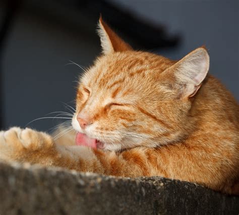 Quiz Bing Chat 的图像结果