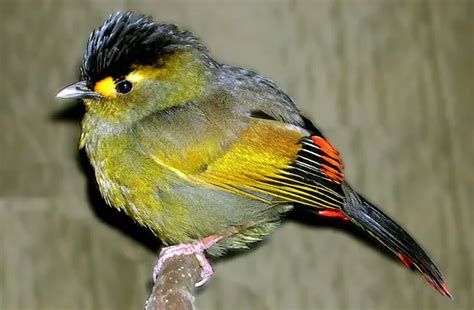 Rare Birds of India: Beautiful Species You Might Not Know About