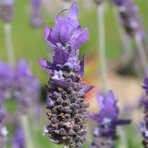 French Lavender Plants