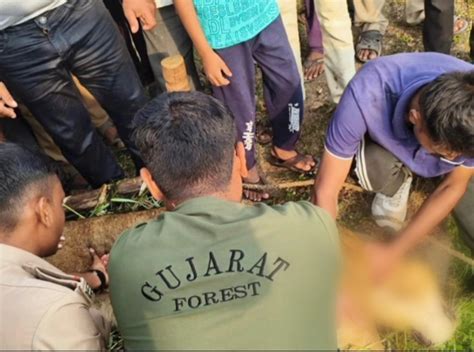 The incident occurred three hours after the forest department rescued ...