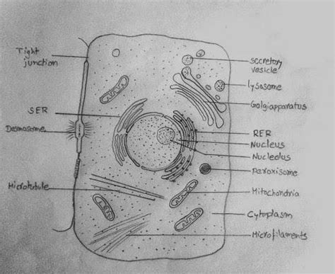 13. Draw the Typical Animal Cell and label its parts ? - Brainly.in