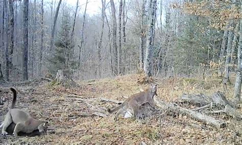Watch: Rare Trail Cam Video Shows Cougar Killing a Deer in Michigan | Outdoor Life