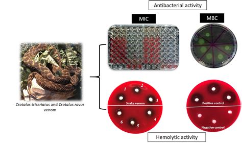 Antibacterial and Hemolytic Activity of Crotalus triseriatus and ...