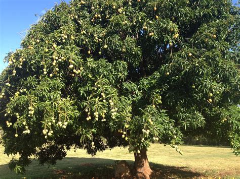 Ellen on Spruce: Mango Season at Yellow Plum Farm