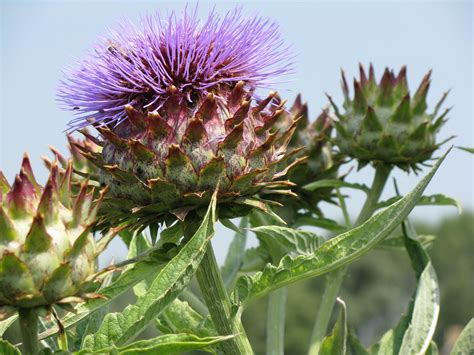 Globe Artichoke | Growing artichokes, Fertilizer for plants, Growing seeds