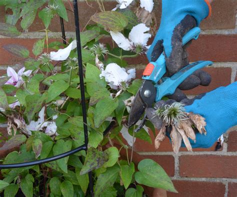 Deadheading clematis: expert tips to complete the job | Homes and Gardens