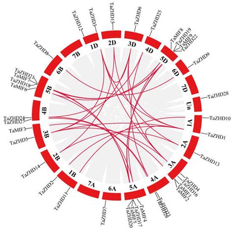 Zinc Finger-Homeodomain Transcriptional Factors (ZF-HDs) in Wheat ...