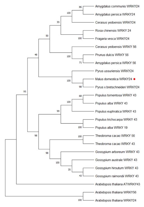Interaction of MdWRKY24 and MdRGL in Response to Tree Dwarfing in Malus ...