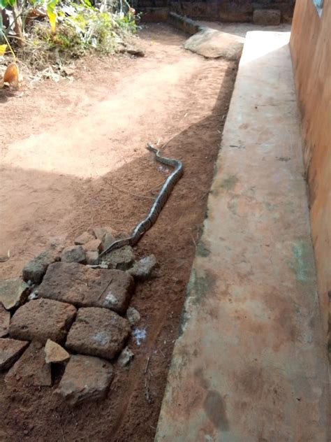 Image result for Fifty Feet Python