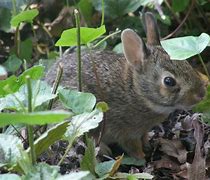 Image result for Baby Bunnies Nest