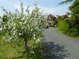 Image result for Apple Blossom Images. Free