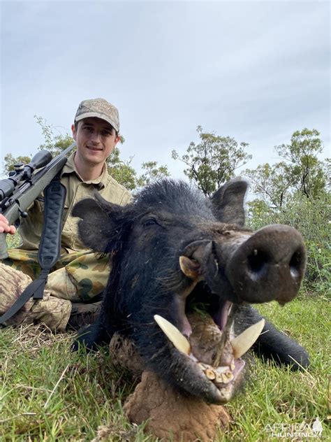 Pig Hunting Australia | AfricaHunting.com