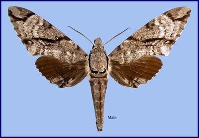 Ramana Athreya @ IISER-Pune : Sphingid Species Notes