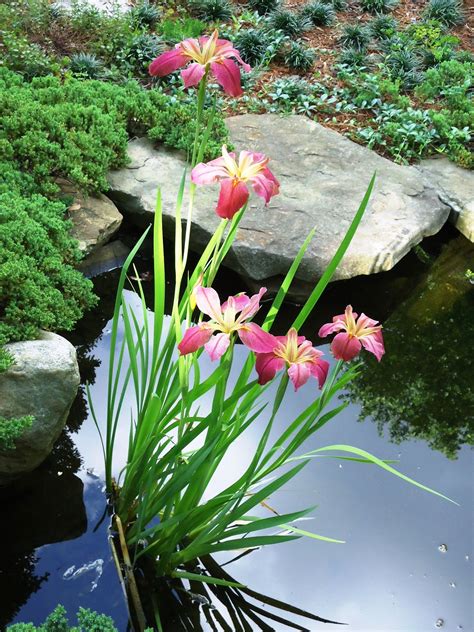 Pink Water Iris Blooming in English Garden Pond