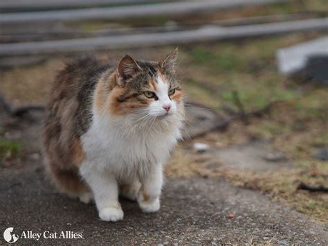 Tis the Season to Save Cats’ Lives—Give Through Our 2022 Holiday Cat-A-Log | Alley Cat Allies