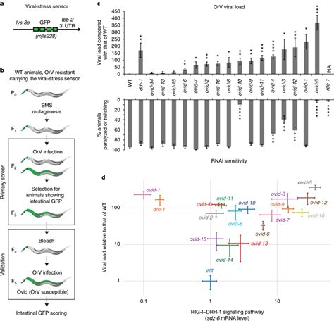 Image result for Forward Genetic Screen