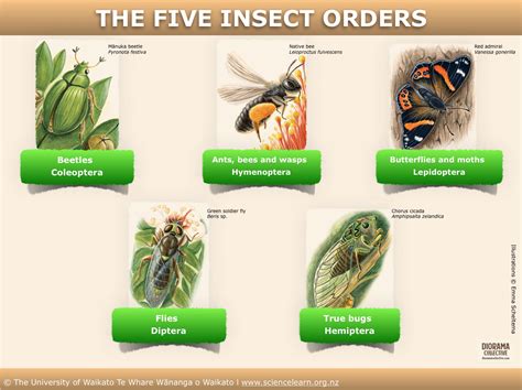 The five insect orders — Science Learning Hub