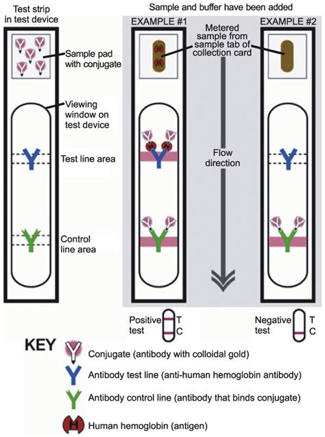 Fecal Globin By Immunochemistry