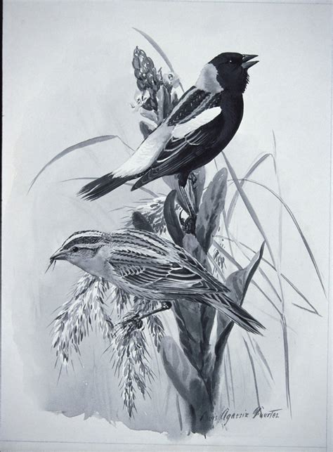 Bobolink | FWS.gov