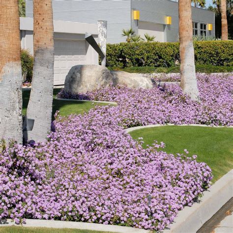 Lantana montevidensis 'Purple Trailing Lantana' | Ground cover plants ...