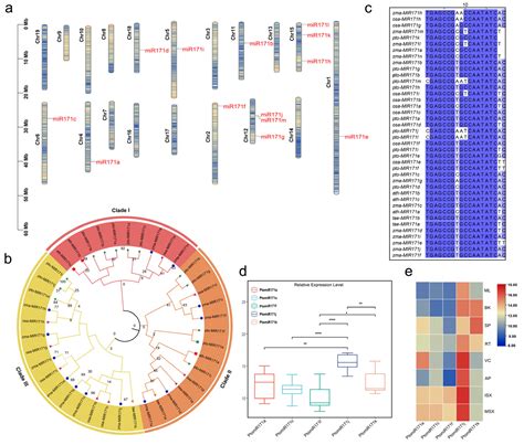 Identification of miR171a-GRAS50 Regulatory Module Associated with Wood ...