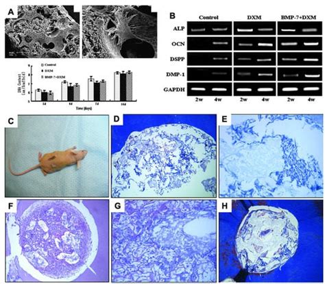 Engineering Dental Tissues Using Biomaterials with Piezoelectric Effect ...