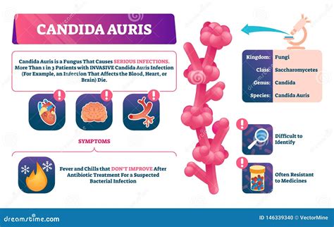 Candida Auris Vector Illustration. Biological Fungus Infection Explanation Stock Vector ...