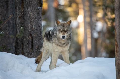 Image result for Wolves Abd Yellowstone