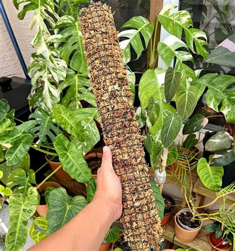 DIY Moss Poles & Plant Propagation, Savvy Nursery, San Francisco, 13 ...