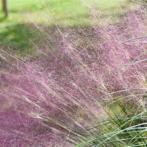 Pink Muhly Grass (Muhlenbergia capillaris) – Plants Express