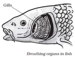Notes Class 7 Science Chapter 6 Respiration in Organisms