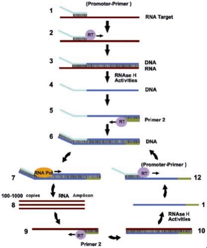 Image result for Nucleic Acid Amplification Test Explained
