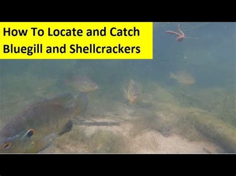 Image result for How to Catch Shellcrackers