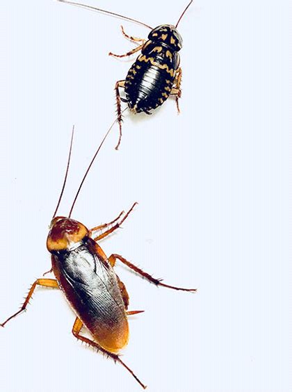 कॉकरोच शब्द के अर्थ | cockroach - Hindi meaning | Rekhta Dictionary