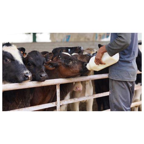 Visit Whyte Farms This Weekend With Your Fam To Experience How A Dairy ...