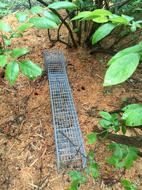 Traps for Chipmunks Home Depot 的图像结果