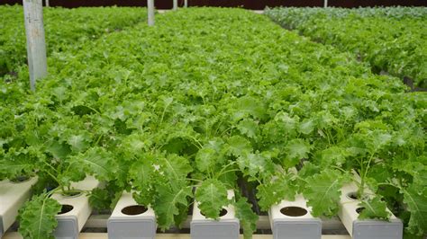 HOME [evergreenfarm.in]