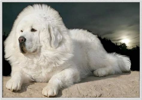 white mastiff