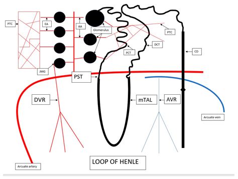 Loop of Henle Function 的图像结果