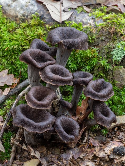 Foraging For Black Trumpet Mushrooms (Craterellus cornucopioides ...